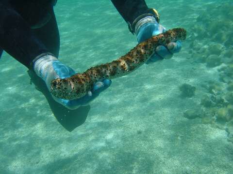 Image of Sea cucumber