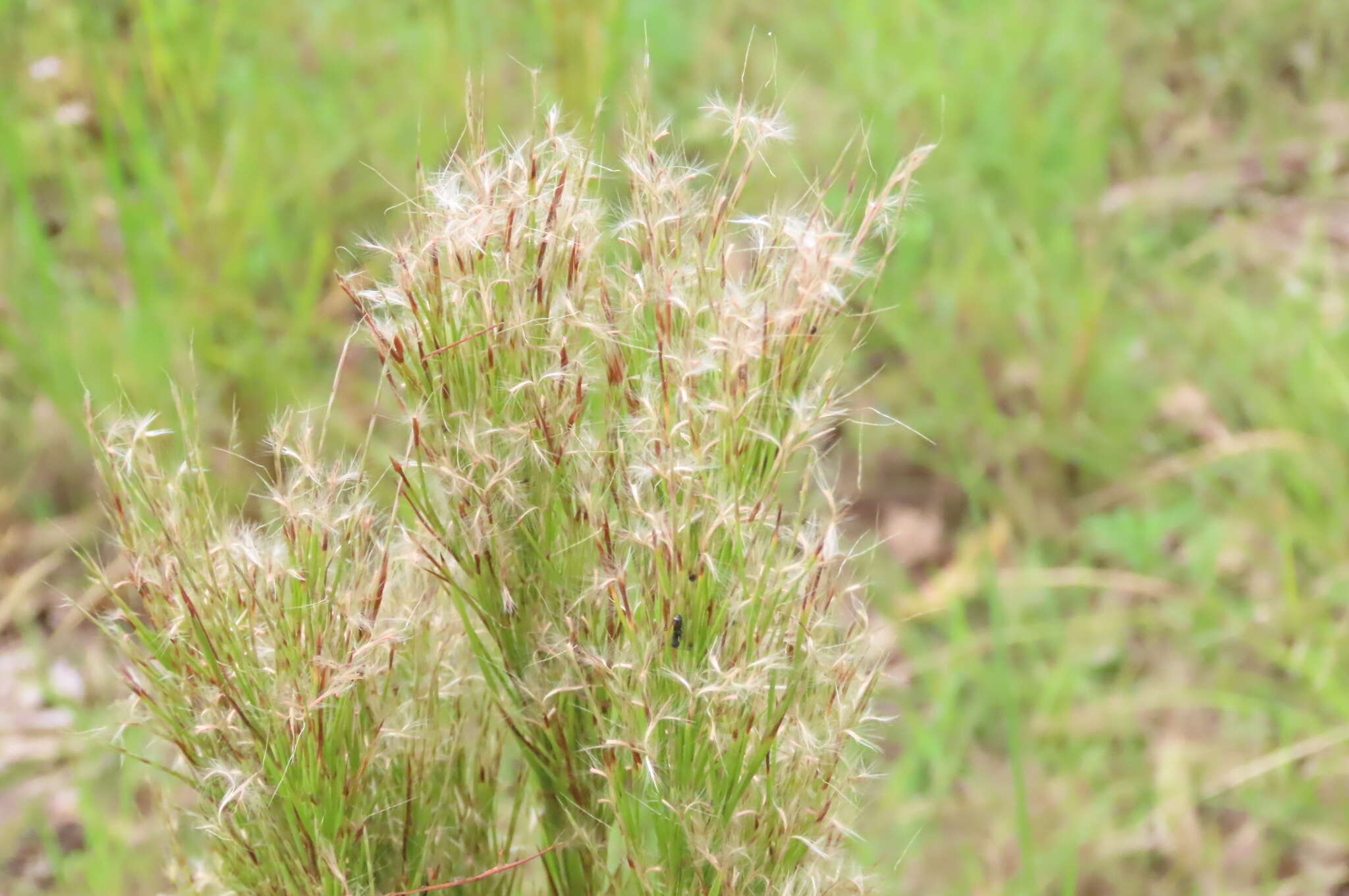 Image of Schizachyrium microstachyum (Desv.) Roseng., B. R. Arrill. & Izag.