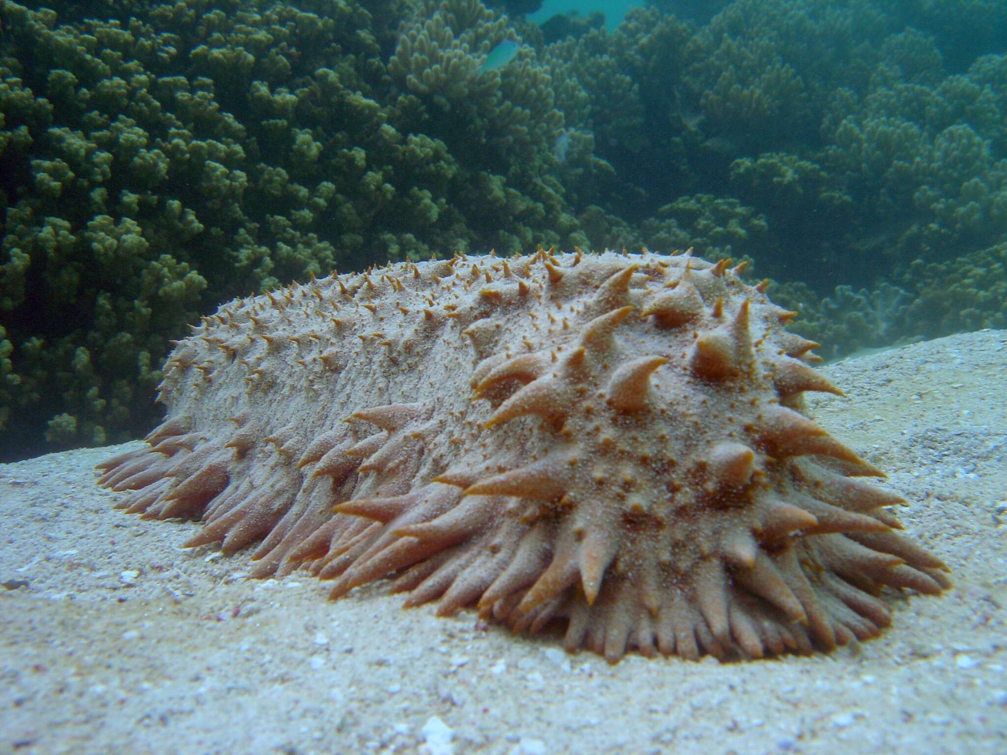 Image of Prickly Redfish