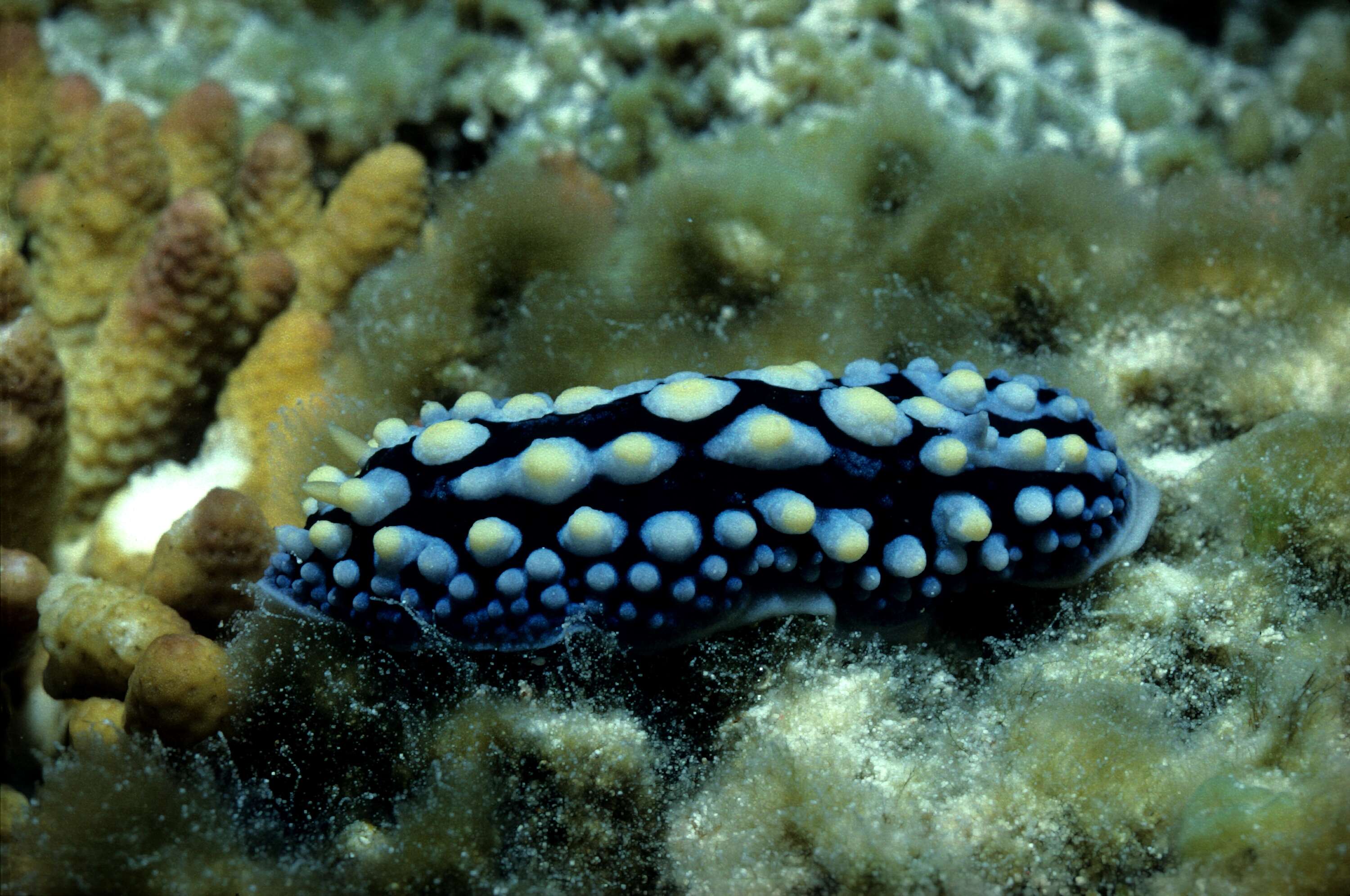 Image of Lumpy black grey orange slug