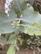 Image of Eucalyptus cordata subsp. quadrangulosa D. Nicolle, B. M. Potts & Mc Kinnon