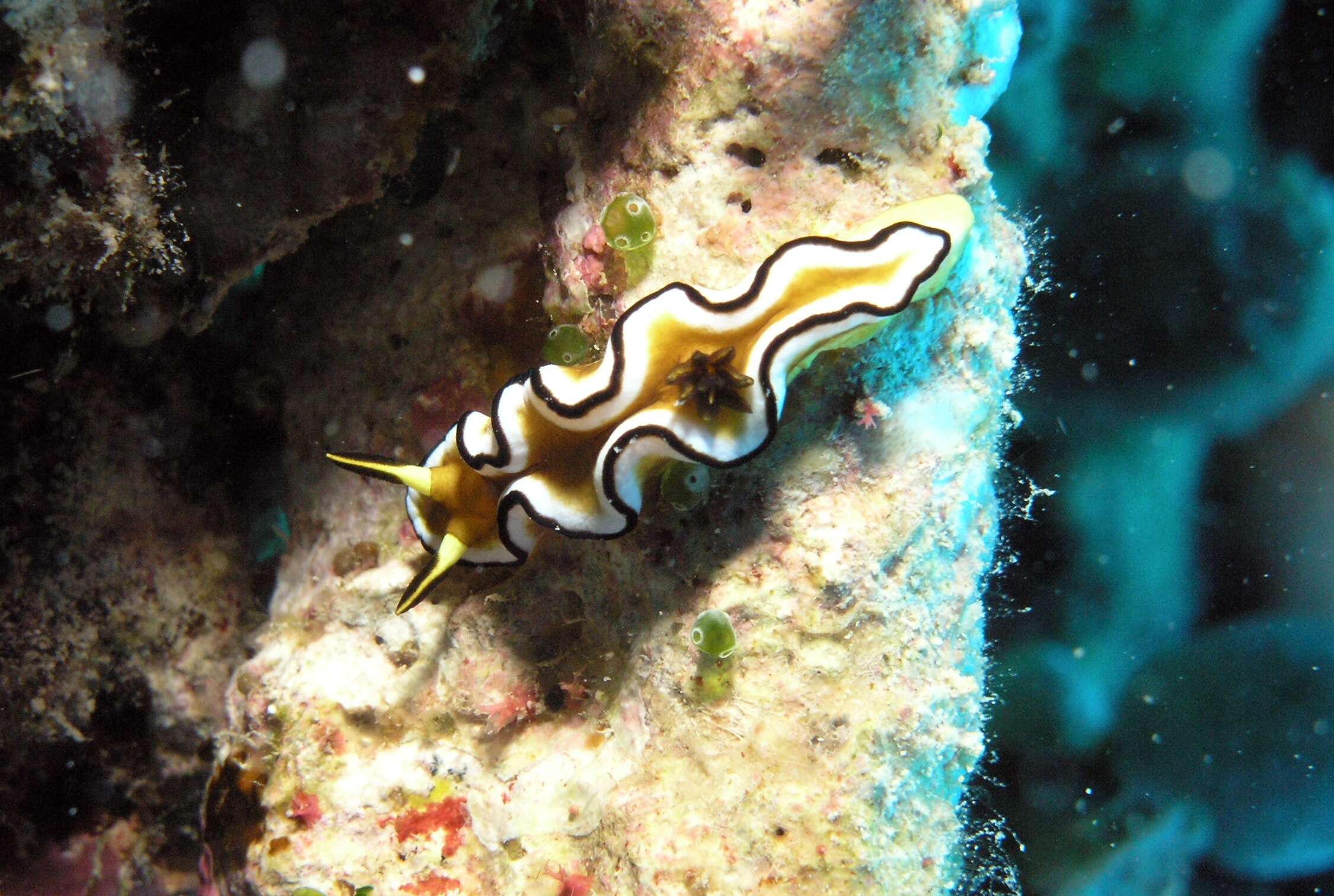 Image of Black margined slug