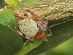 Image of Araneus horizonte Levi 1991