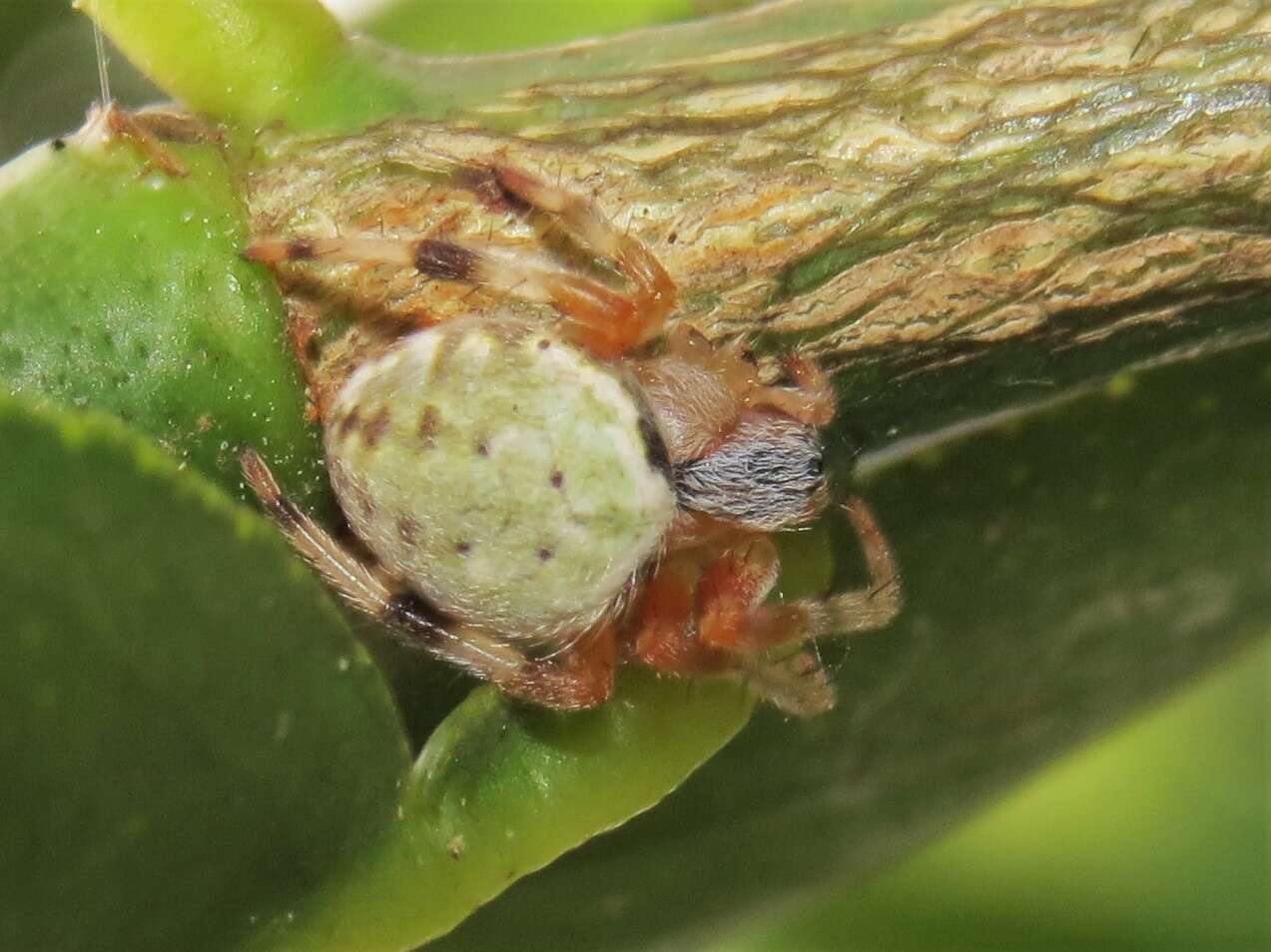 Image of Araneus horizonte Levi 1991