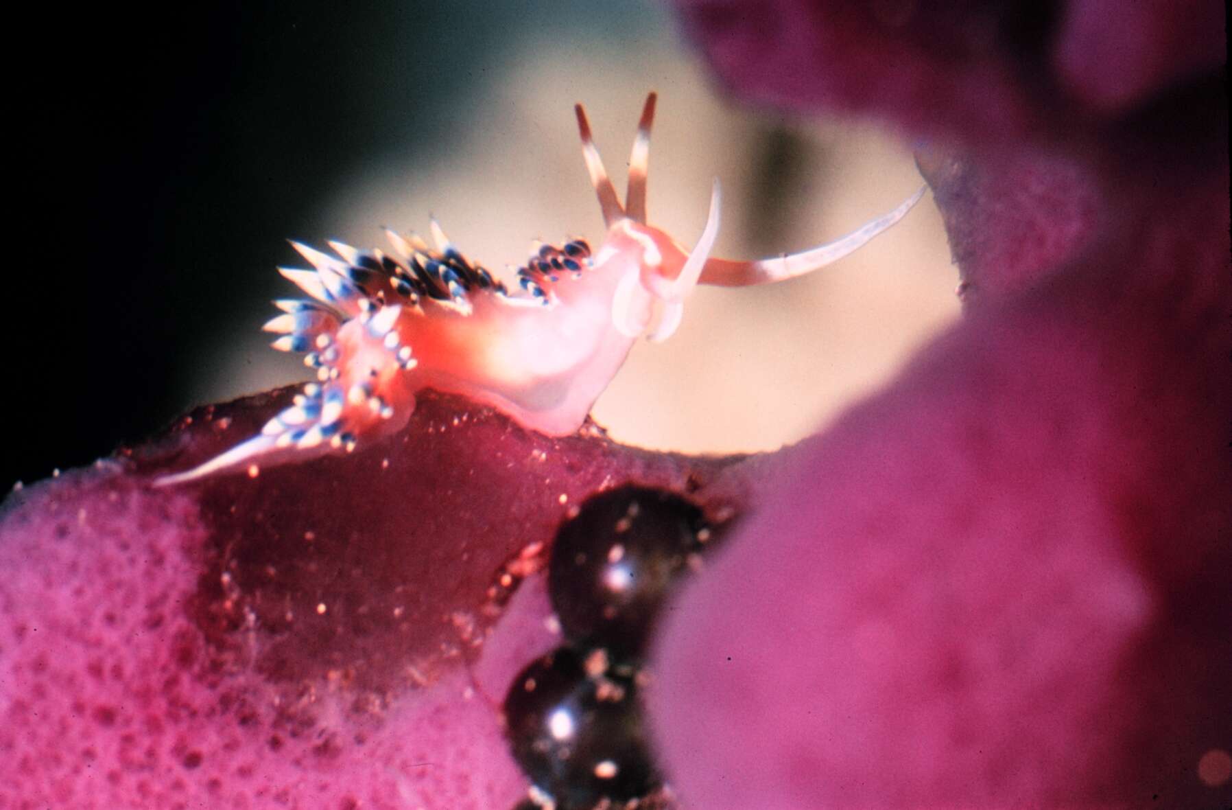 Image of White tipped red and white slug