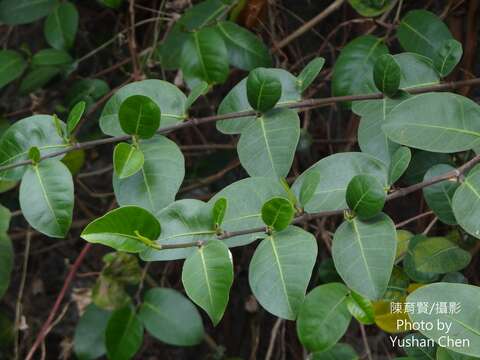 Ficus tinctoria Forst. fil. resmi