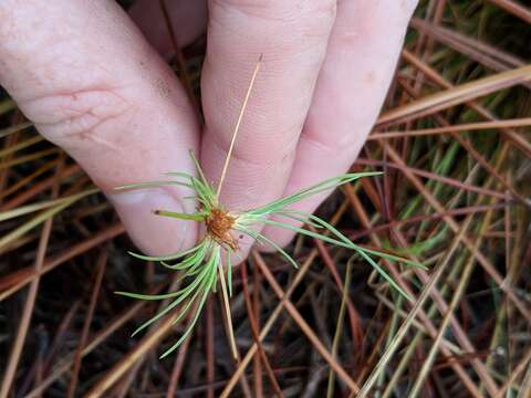 Eleocharis baldwinii (Torr.) Chapm.的圖片