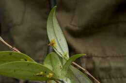 Image of Lepanthes tachirensis Foldats