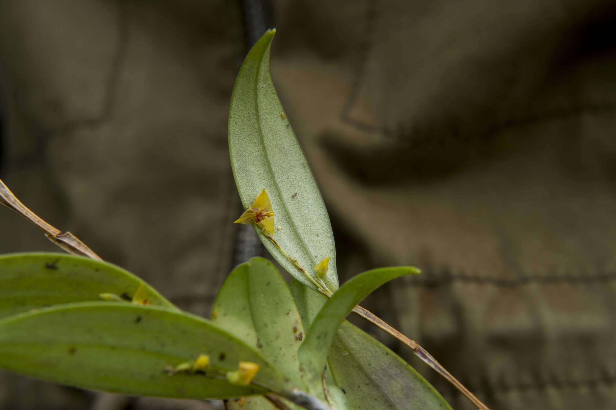 Image de Lepanthes tachirensis Foldats