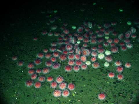 Image of White sea urchin