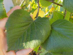 Image of American Basswood