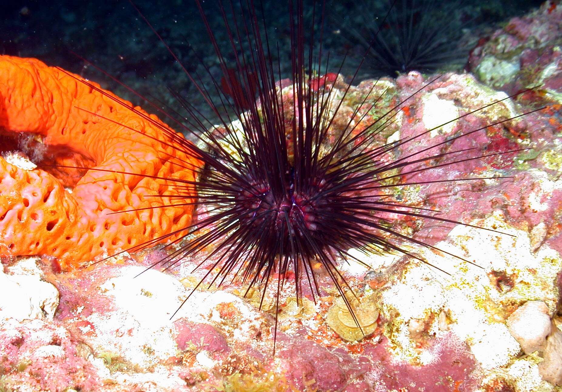 Image of spiny urchin