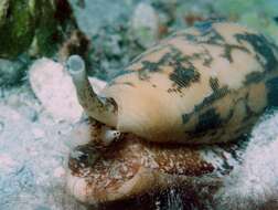 Image of Striated cone snail