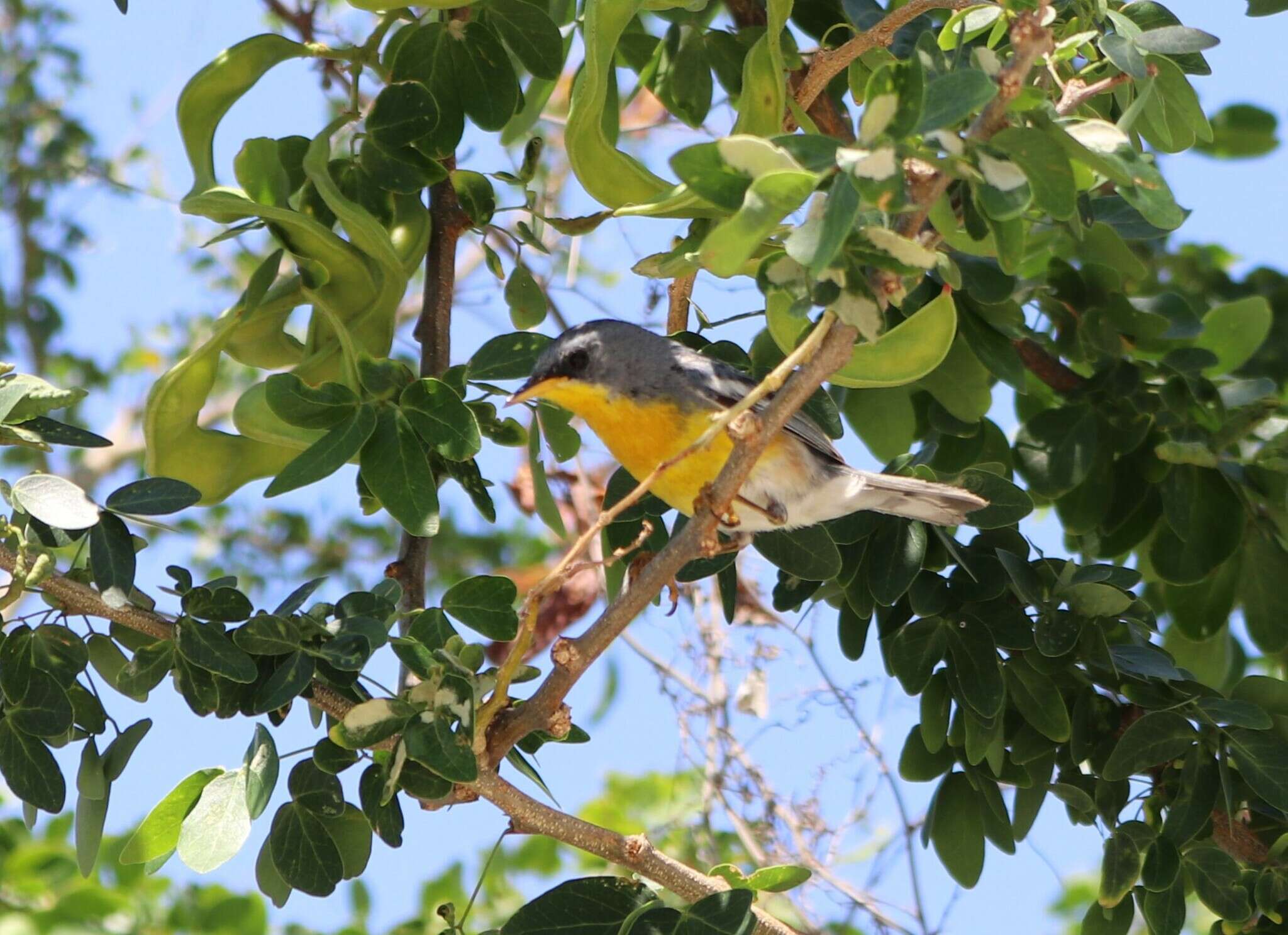 Image de Setophaga pitiayumi insularis (Lawrence 1871)