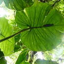 Image of Philodendron pterotum K. Koch & Augustin