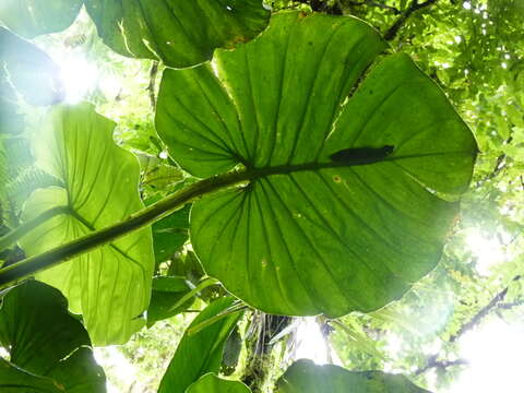 Philodendron pterotum K. Koch & Augustin resmi