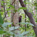 Image of Noguchi's Woodpecker