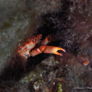 Image of red-ridged clinging crab