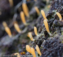 Image of spring club lichen