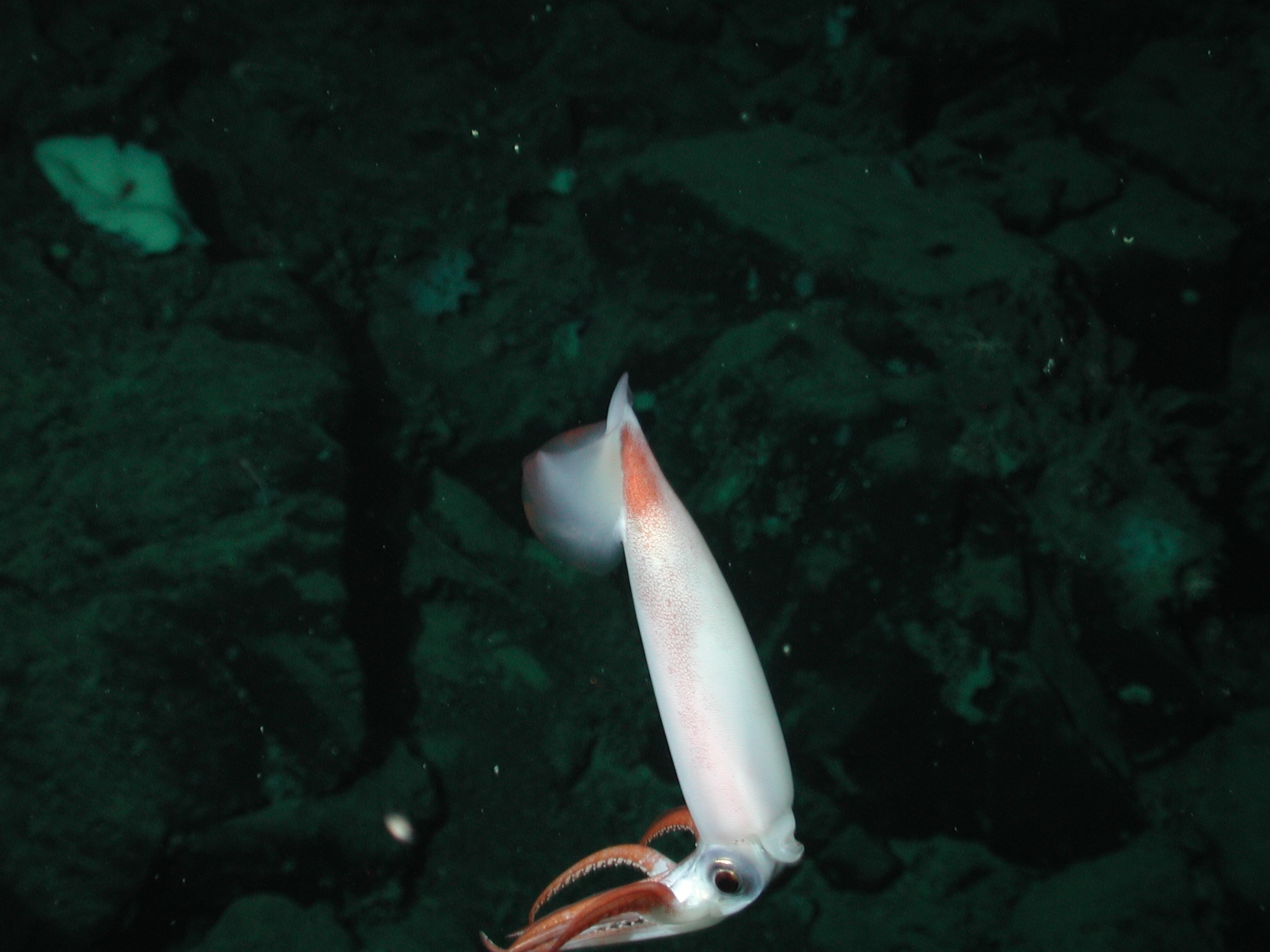 Image of Black-eyed gonate squid