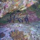 Image of Easter Island Spiny Lobster