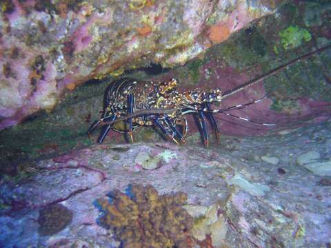 Image of Easter Island Spiny Lobster