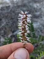 Image of clusterspike false indigo