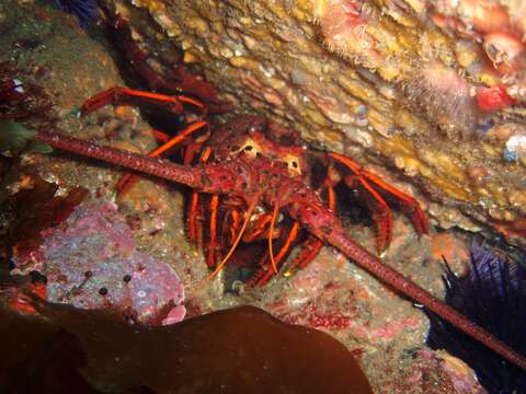 Image of California Spiny Lobster