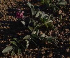 Image of Indigofera auricoma E. Mey.