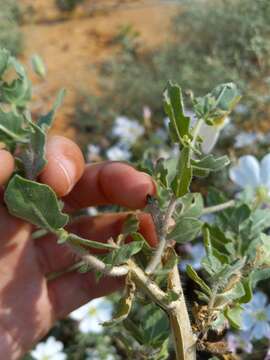 Sivun Oenothera engelmannii (Woot. & Standl.) Munz kuva