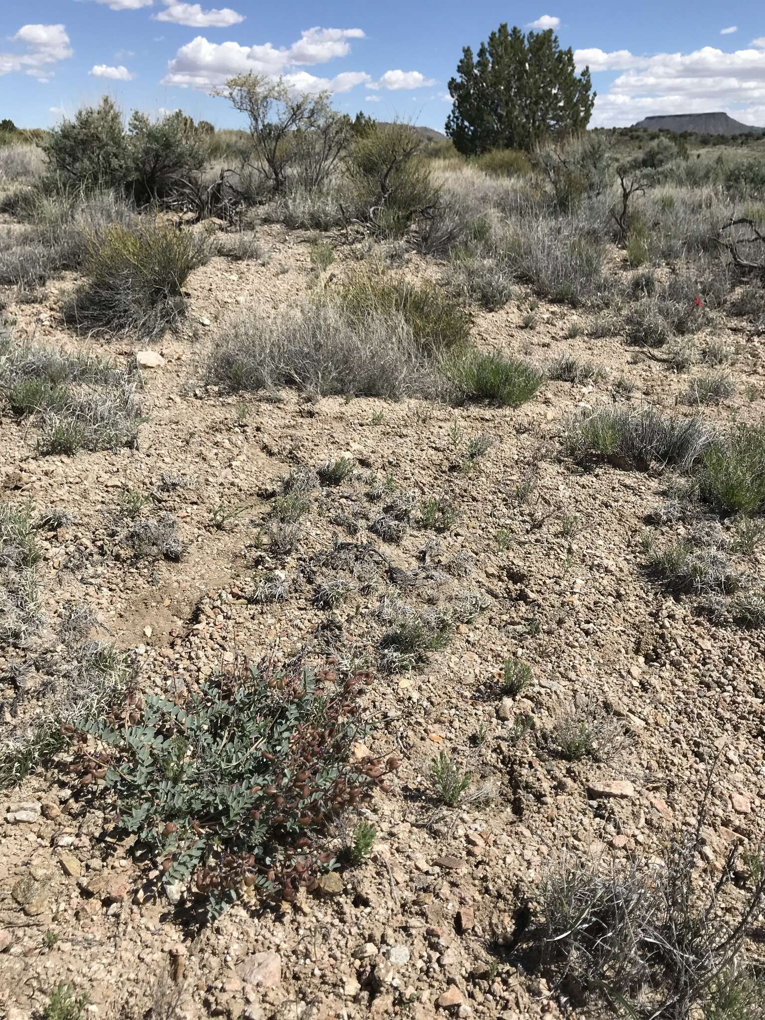 Image of Astragalus cimae var. cimae