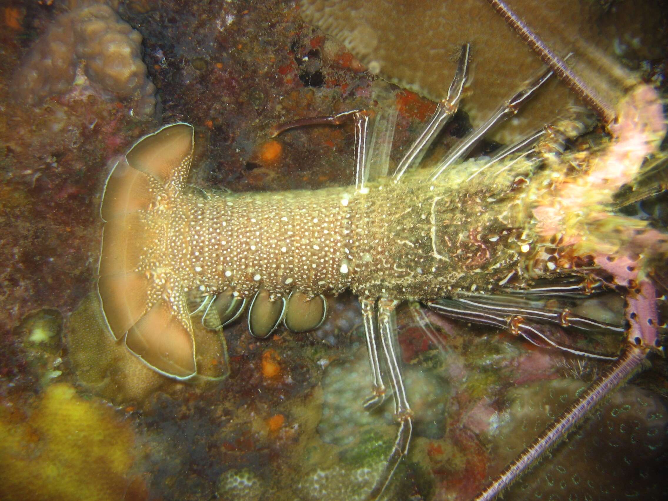 Image of Pronghorn Spiny Lobster