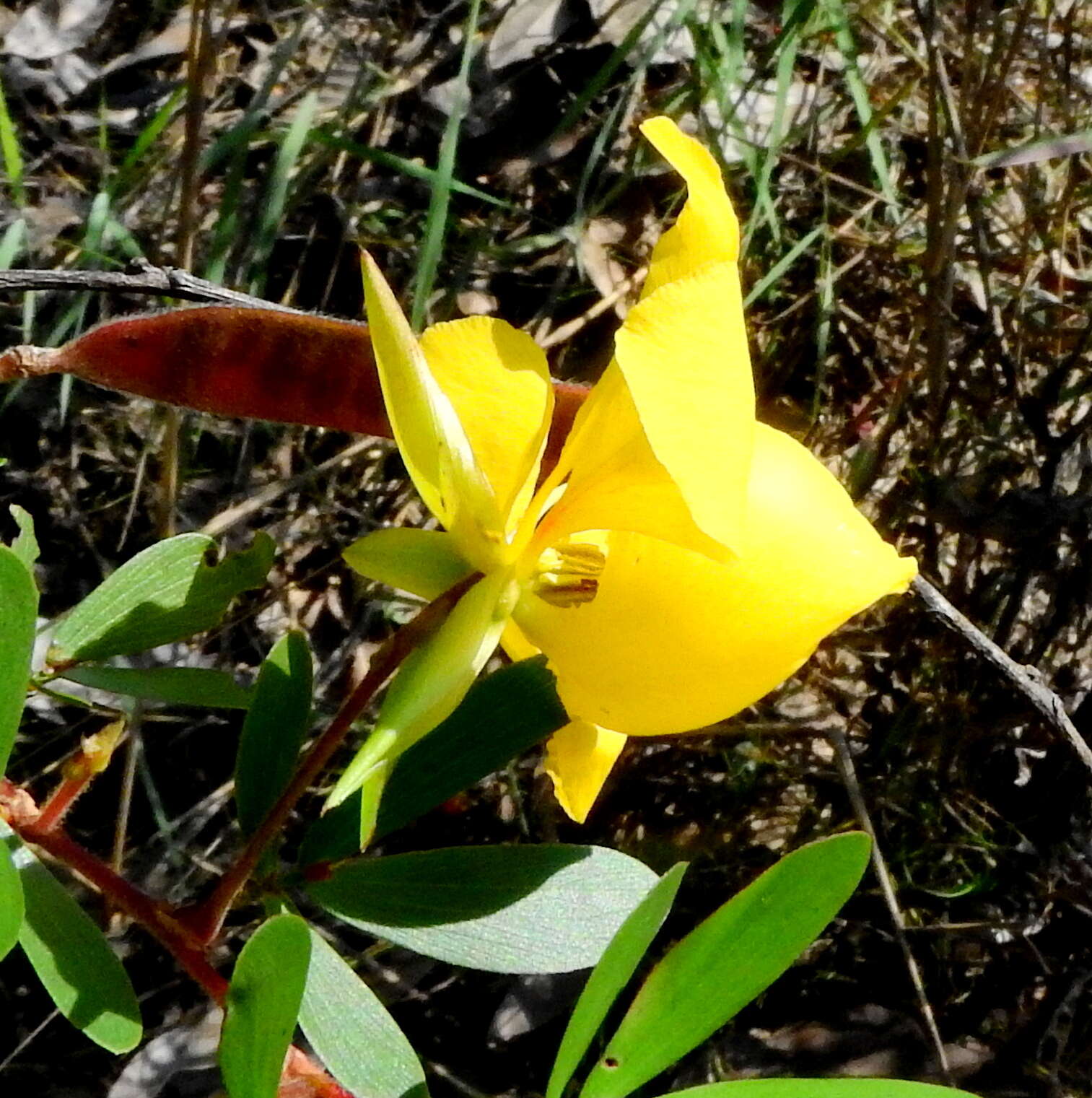 Image of Chamaecrista ramosa (Vogel) H. S. Irwin & Barneby