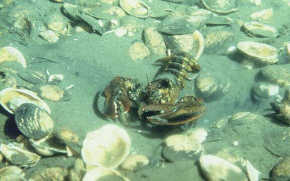 Image of American Lobster