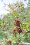 Image of Pistacia weinmannifolia J. Poisson ex Franch.