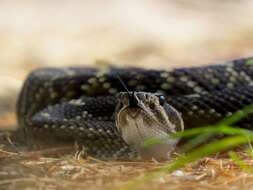 Image of Blacktail Rattlesnake