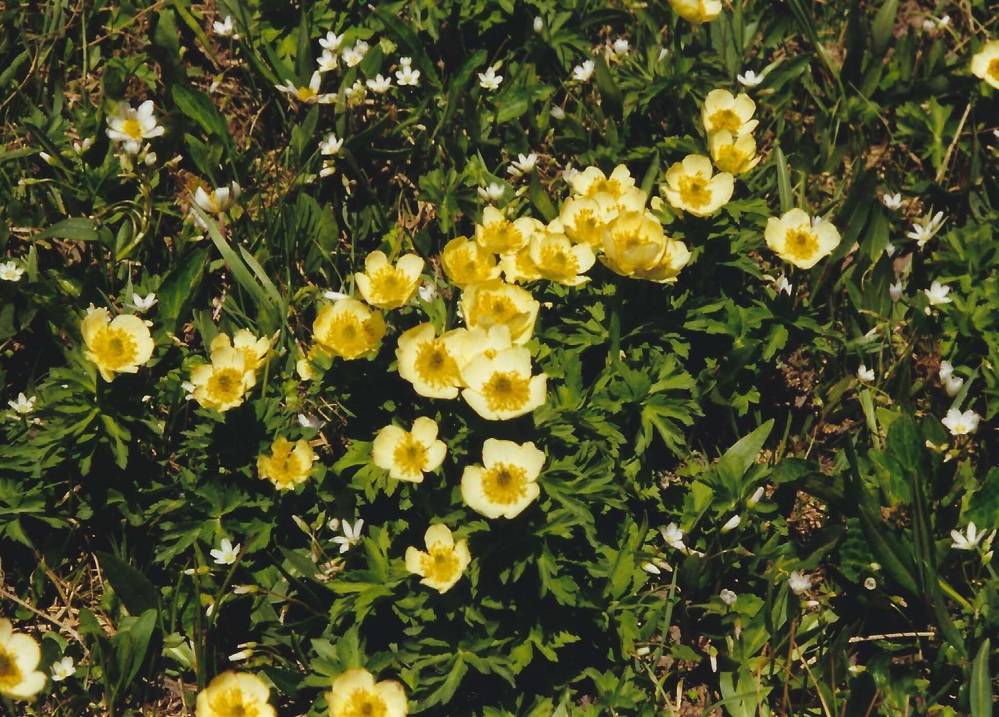 Image of American globeflower