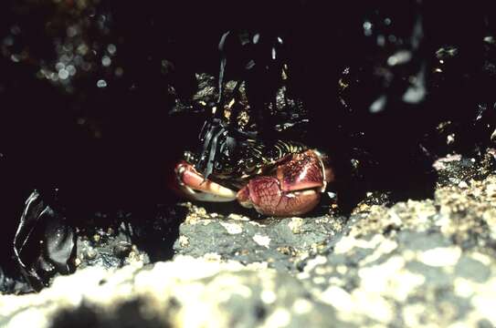 Image of striped shore crab