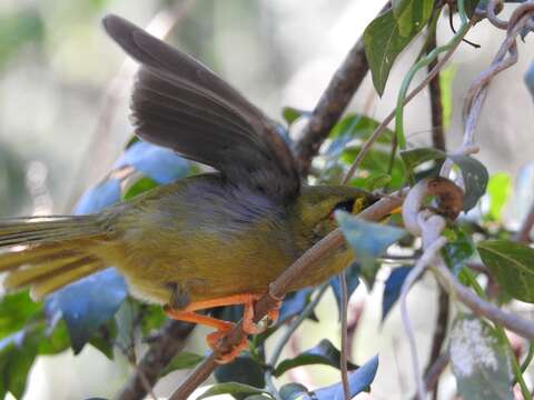 Image of Bell Miner