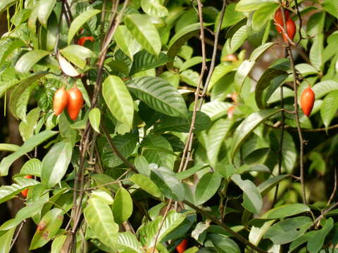 Слика од Adenia macrophylla (Bl.) Koord.