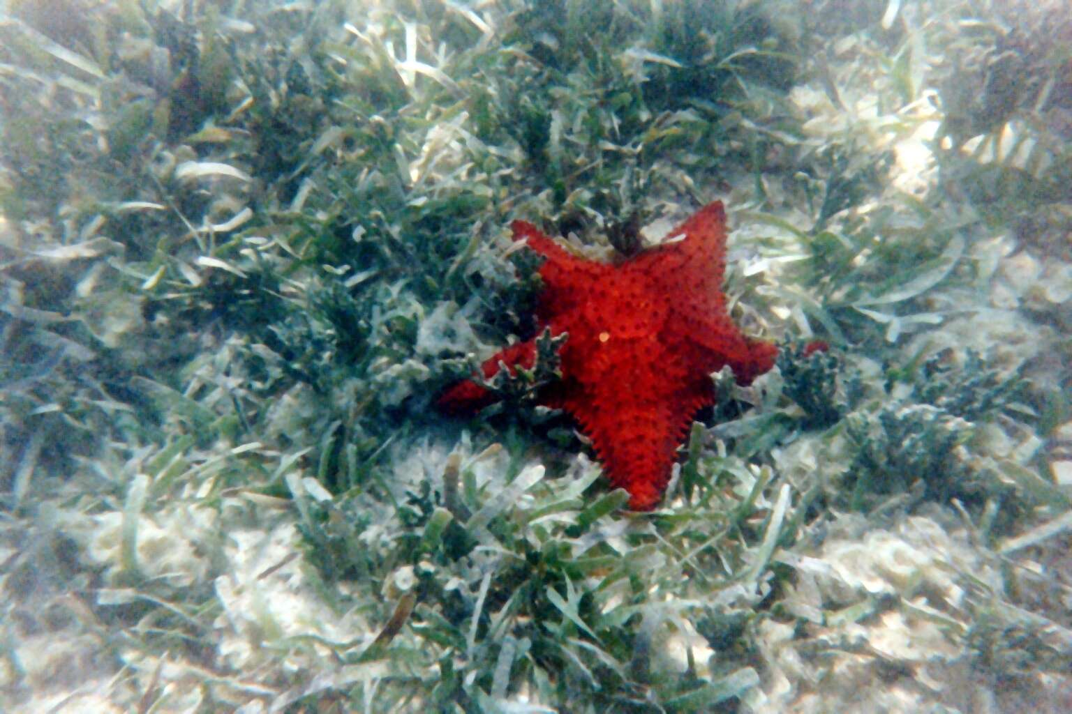 Image of Red cushion sea star