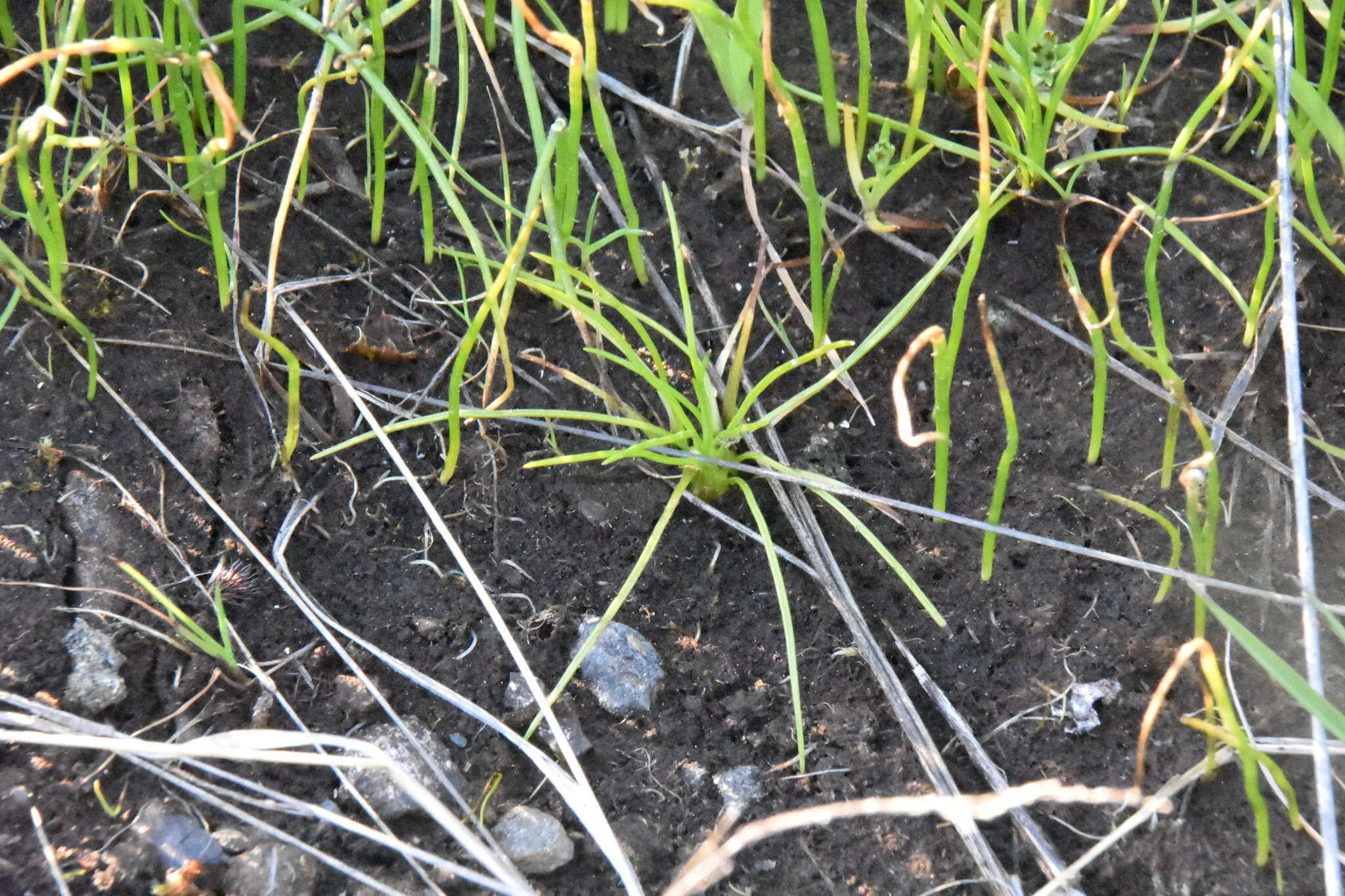 Image of Nuttall's Quillwort