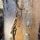 Image of Eucalyptus capillosa M. I. H. Brooker & S. D. Hopper