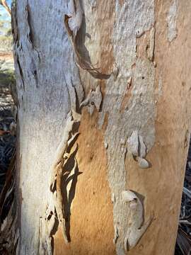 Image of Eucalyptus capillosa M. I. H. Brooker & S. D. Hopper