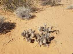 Image of devil's cholla