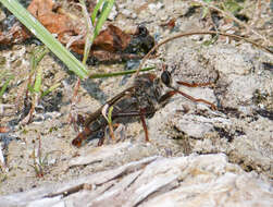 Image of Stenopogon inquinatus Loew 1866