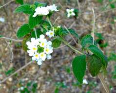 Image of velvet shrubverbena