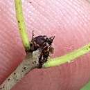 Image of Japanese buckthorn