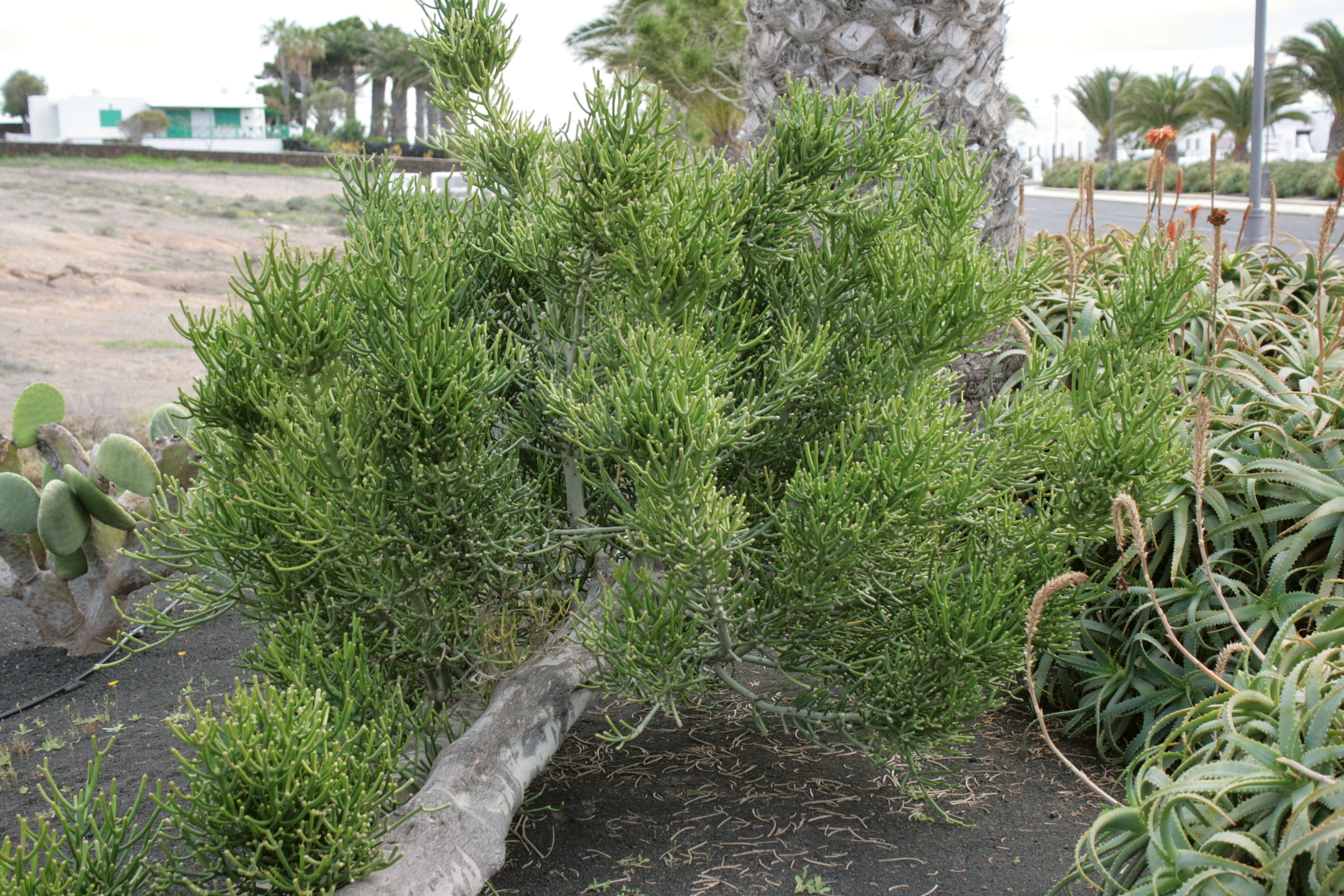 Image of Indiantree spurge