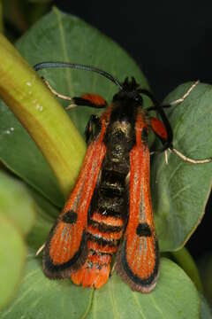 Image of Chamaesphecia anthraciformis Rambur 1832